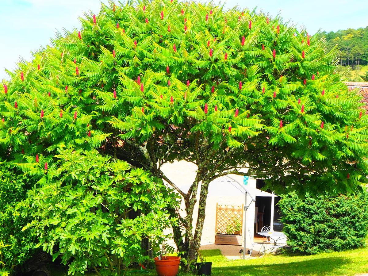 La Belle Verte Grignols Exterior foto